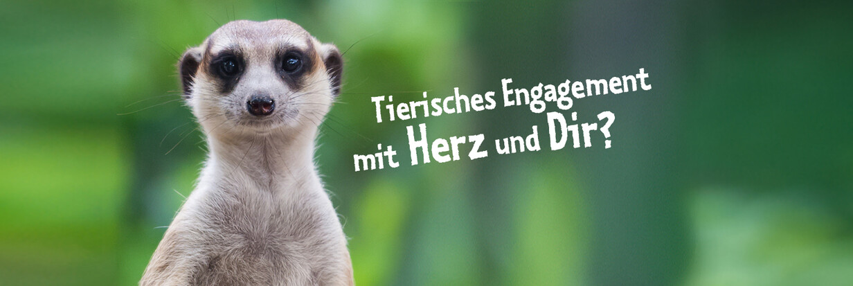 Banner Start Erdmännchen
